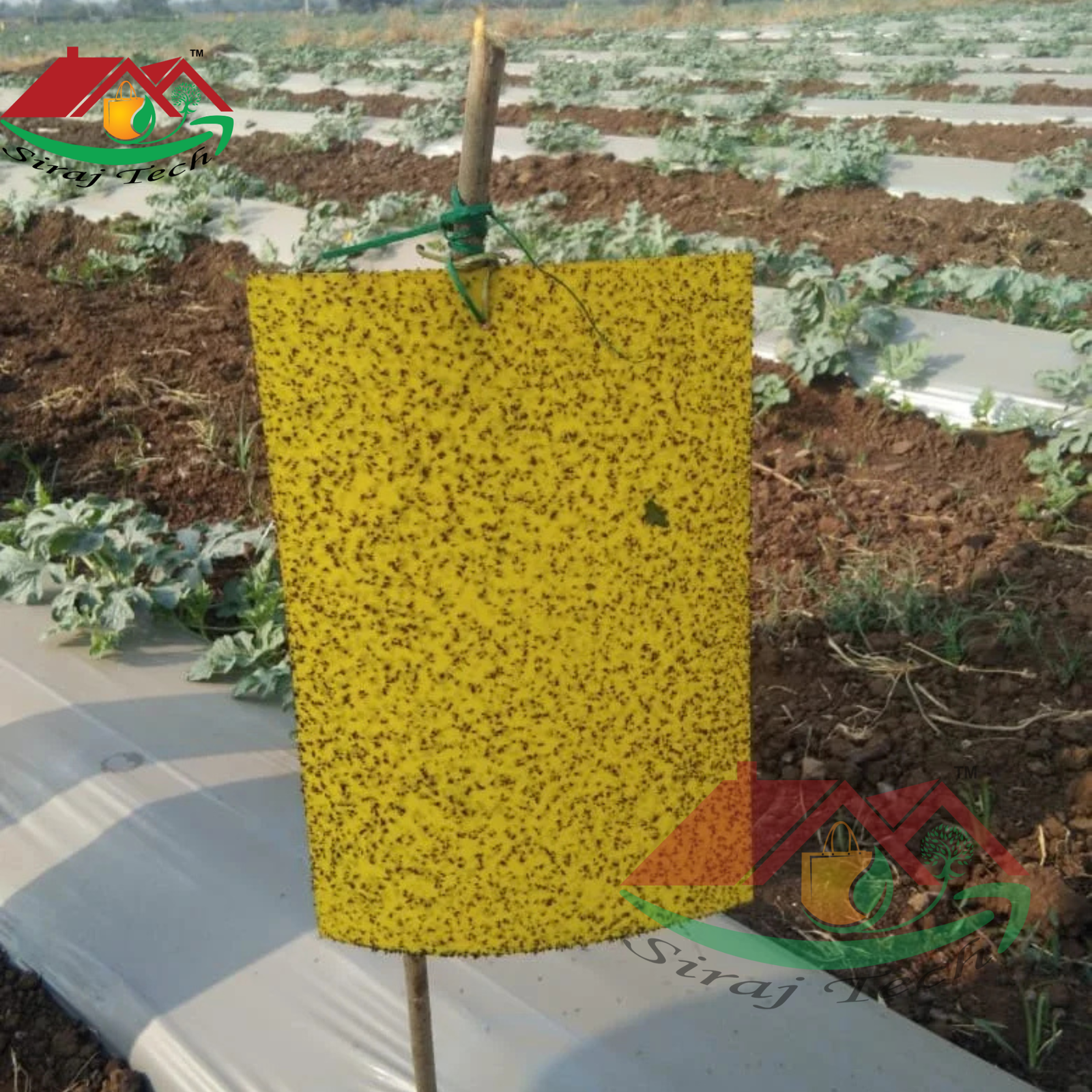 Yellow Sticky Trap | পোকা দমনে হলুদ ফাঁদ 3