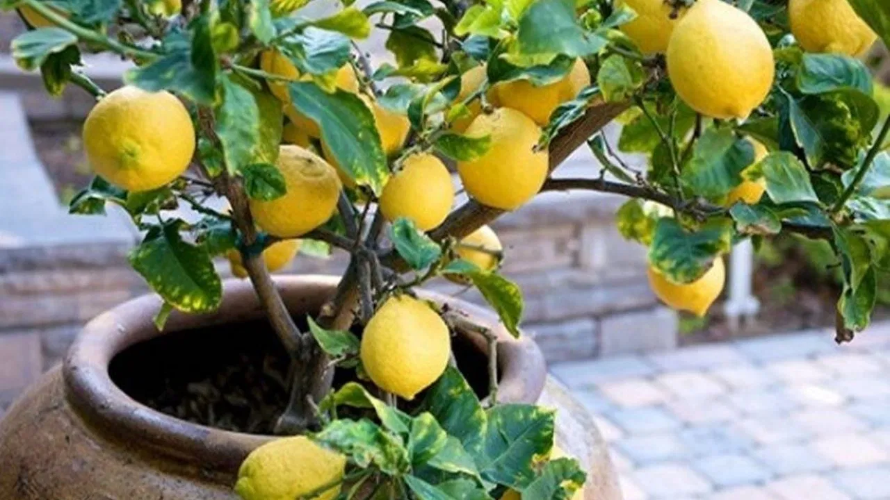 Cultivation of lemons in roof gardens - ছাদ বাগানে লেবুর চাষ।