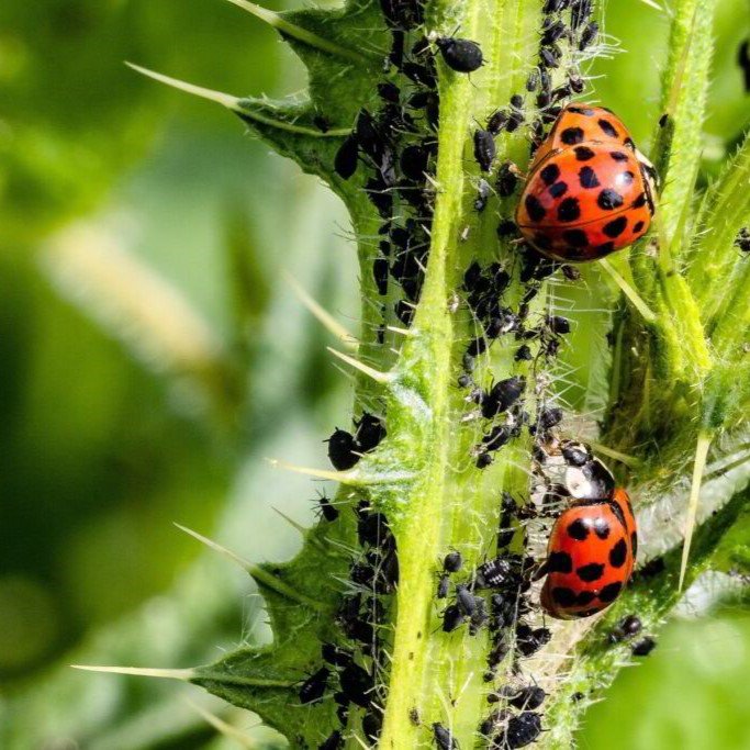 Natural Pest Control - ফসল রক্ষার জন্য প্রাকৃতিক কীটনাশক