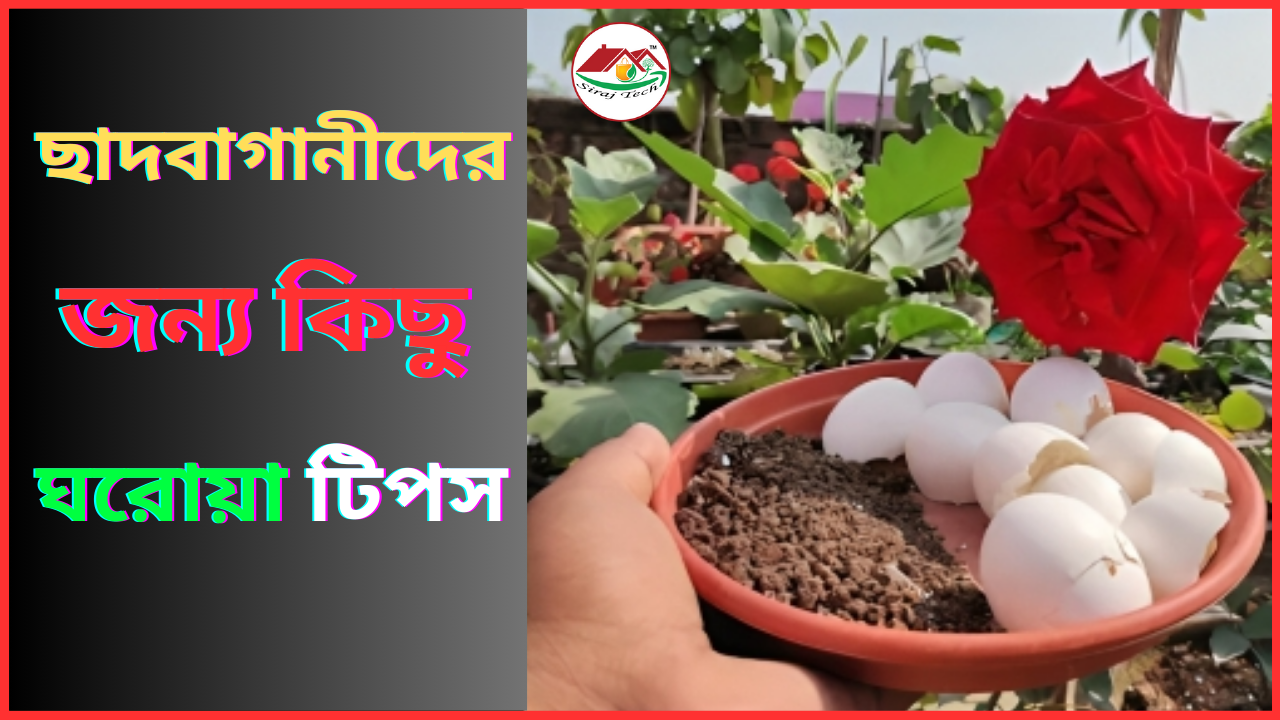 Rooftop Gardening Tips - ছাদের বাগান করার জন্য কিছু ঘরোয়া টিপস
