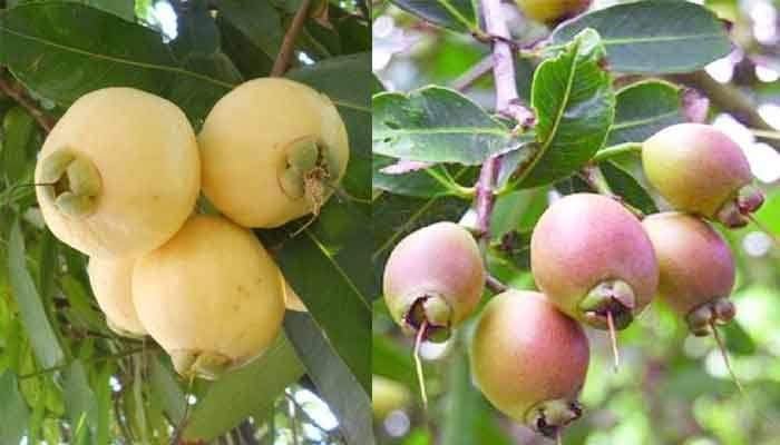 Cultivation of rose hips on the roof - ছাদে গোলাপজামের চাষ ।