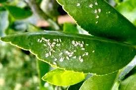 Lemon psyllid insect