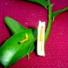 Lemon stem borer