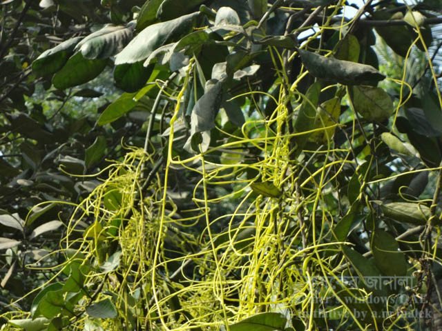 লেবুর পরগাছা সমস্যা