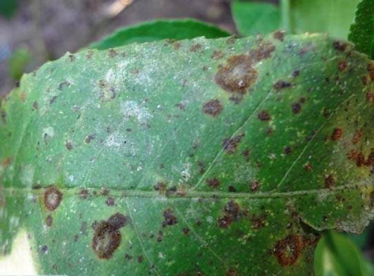 Lemon scab or shingles disease