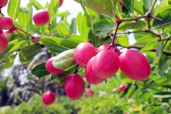 Cultivation of Karamchar in the roof garden - ছাদ বাগানে করমচার চাষ