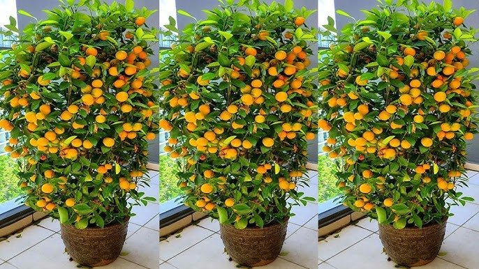 Cultivation orange and malta roof - ছাদে কমলা ও মাল্টার চাষ।