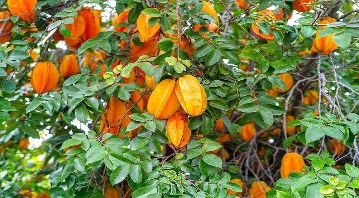 Cultivation of kamaranga on the roof - ছাদে কামরাঙার চাষ।