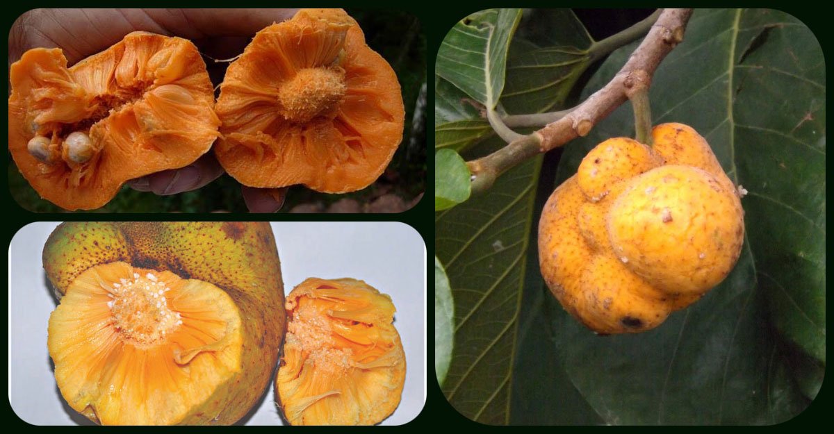 ছাদে ডেওয়ার চাষ