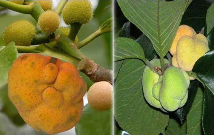Rooftop dewa cultivation - ছাদে ডেওয়ার চাষ