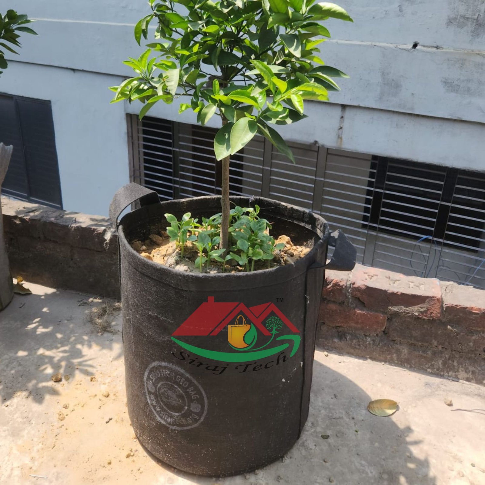 Affordable Price Grow Bags | সাশ্রয়ী দামে গ্রো ব্যাগ | Fabric Pot 200gsm/Black 2