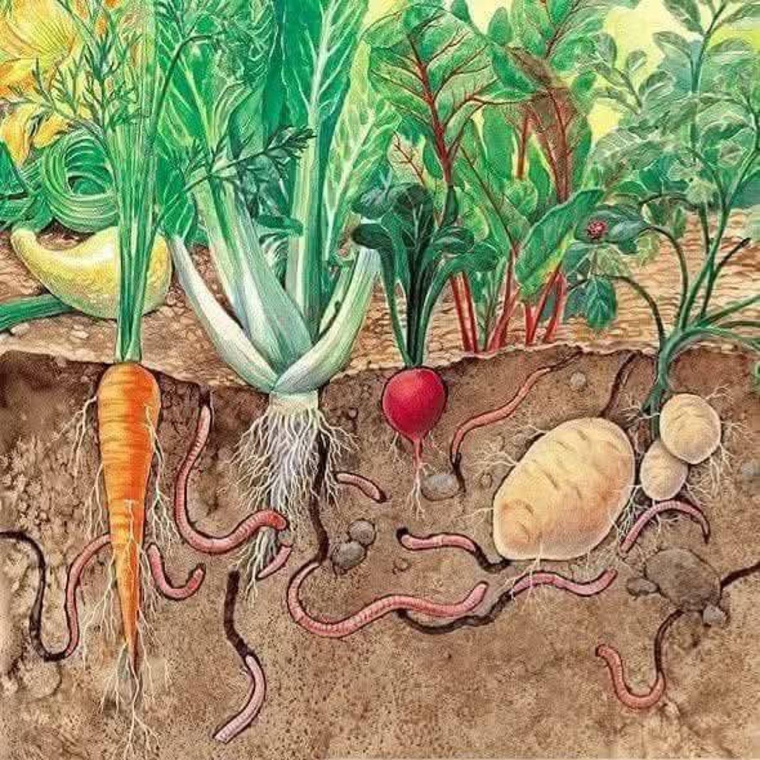Earthworm - কেঁচো মাটির প্রাকৃতিক লাঙ্গল এবং পরিবেশবান্ধব কৃষির সহায়ক