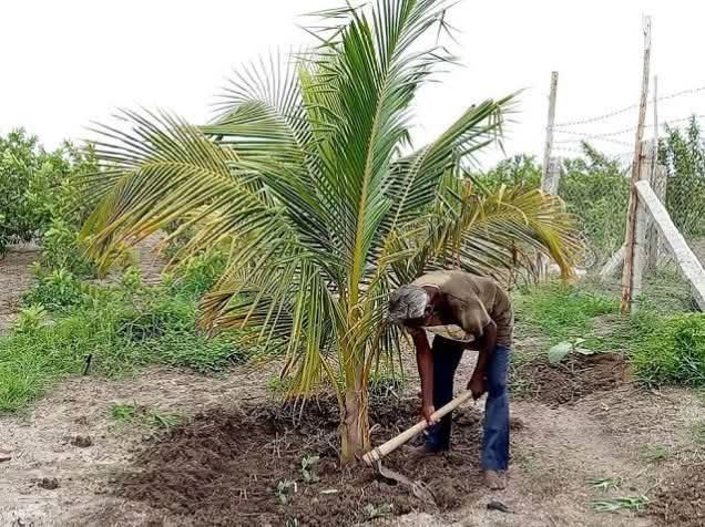 Coconut tree fertilizer and pest control - নারিকেল গাছের সার ব্যবস্থাপনা ও গন্ডার পোকা দমন পদ্ধতি