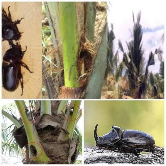 Coconut tree pest control