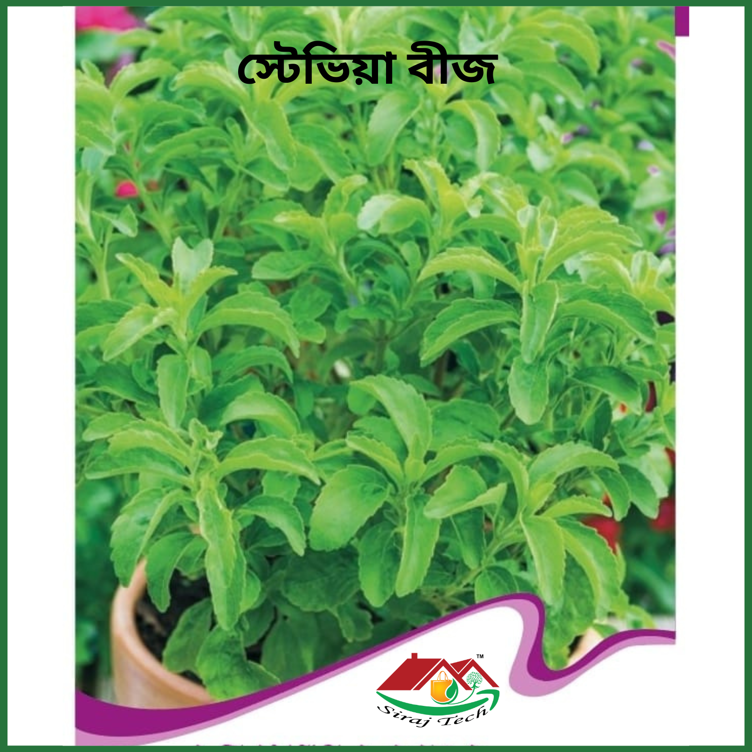Stevia Seeds Price in Bangladesh | স্টেভিয়া বীজ চাষ ও উপকারিতা 4