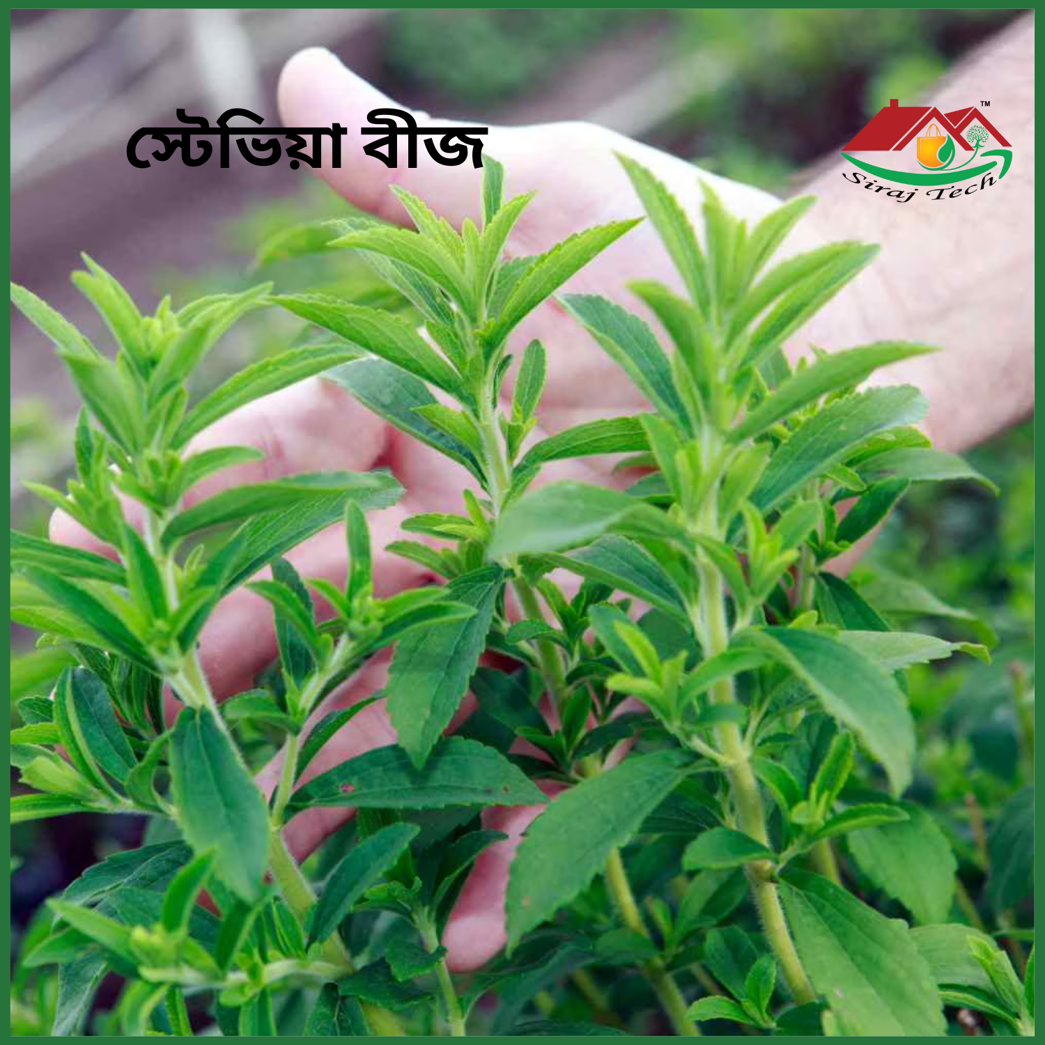 Stevia Seeds Price in Bangladesh | স্টেভিয়া বীজ চাষ ও উপকারিতা
