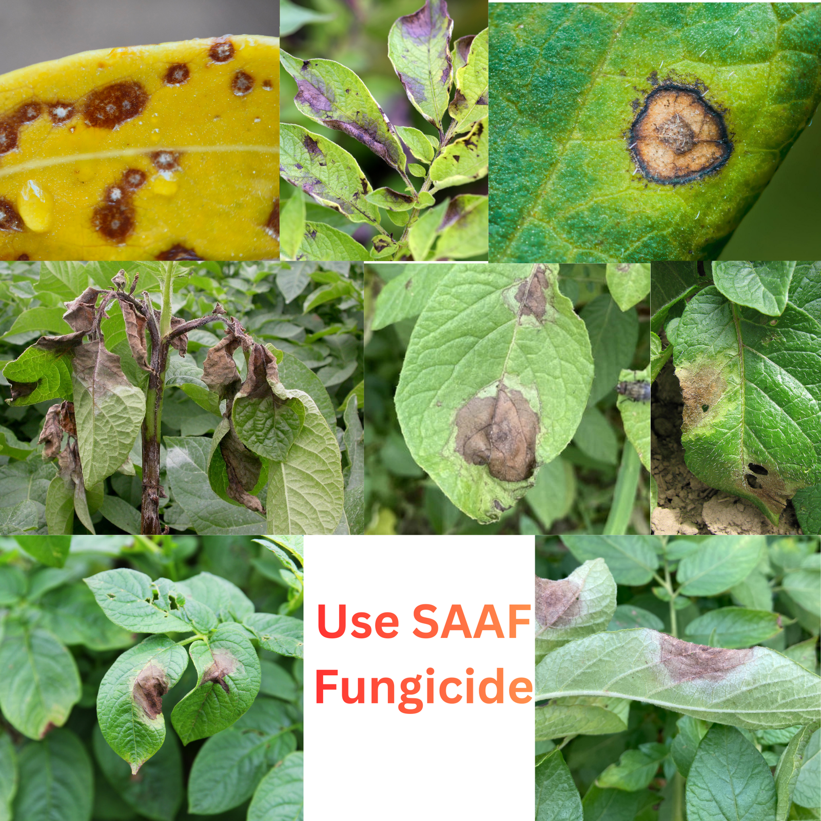 SAAF Fungicide | ছত্রাক রোগ দমনে কার্যকর সমাধান 2