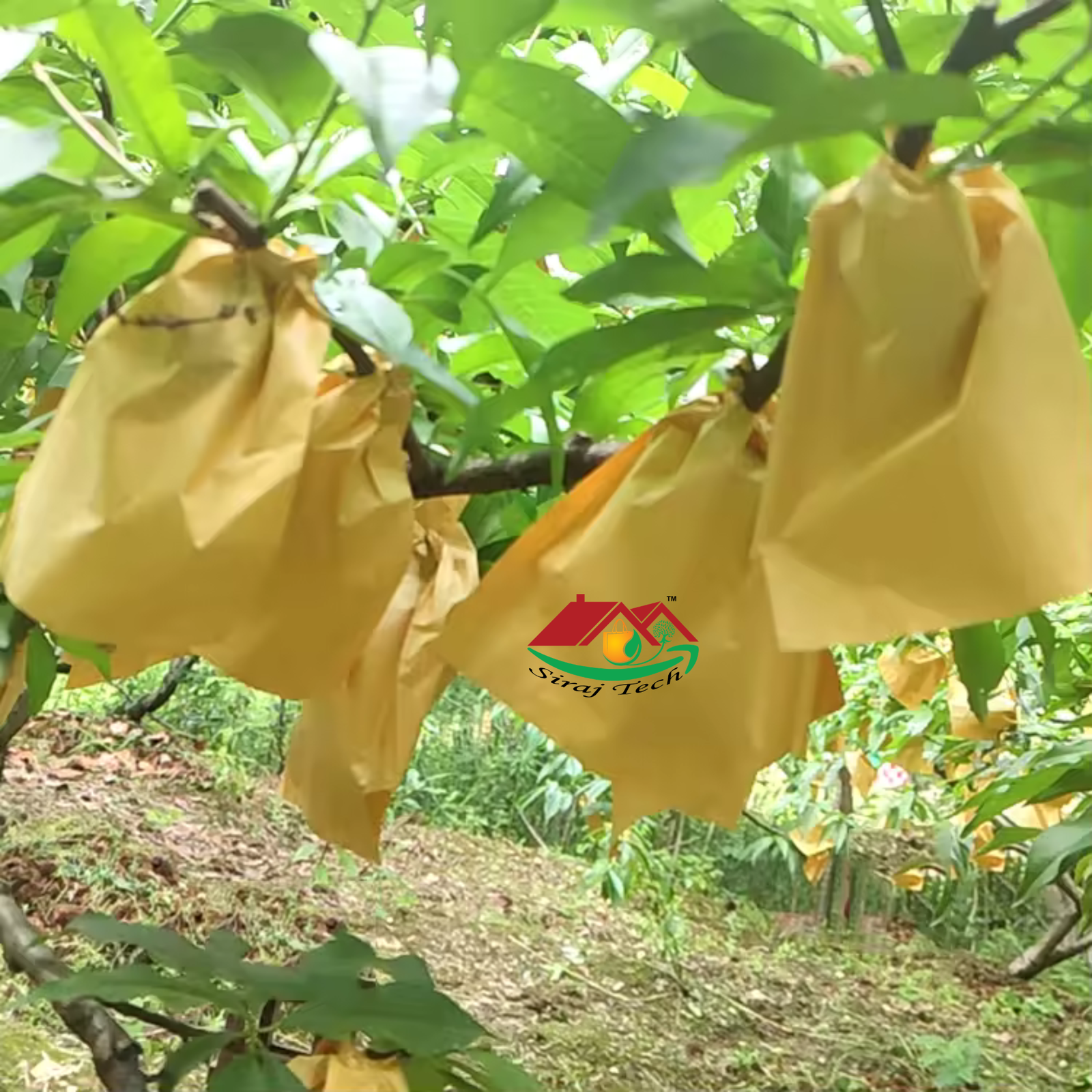 Fruit Protection Bag – আমসহ বিভিন্ন ফল সুরক্ষার আধুনিক প্রযুক্তি 3