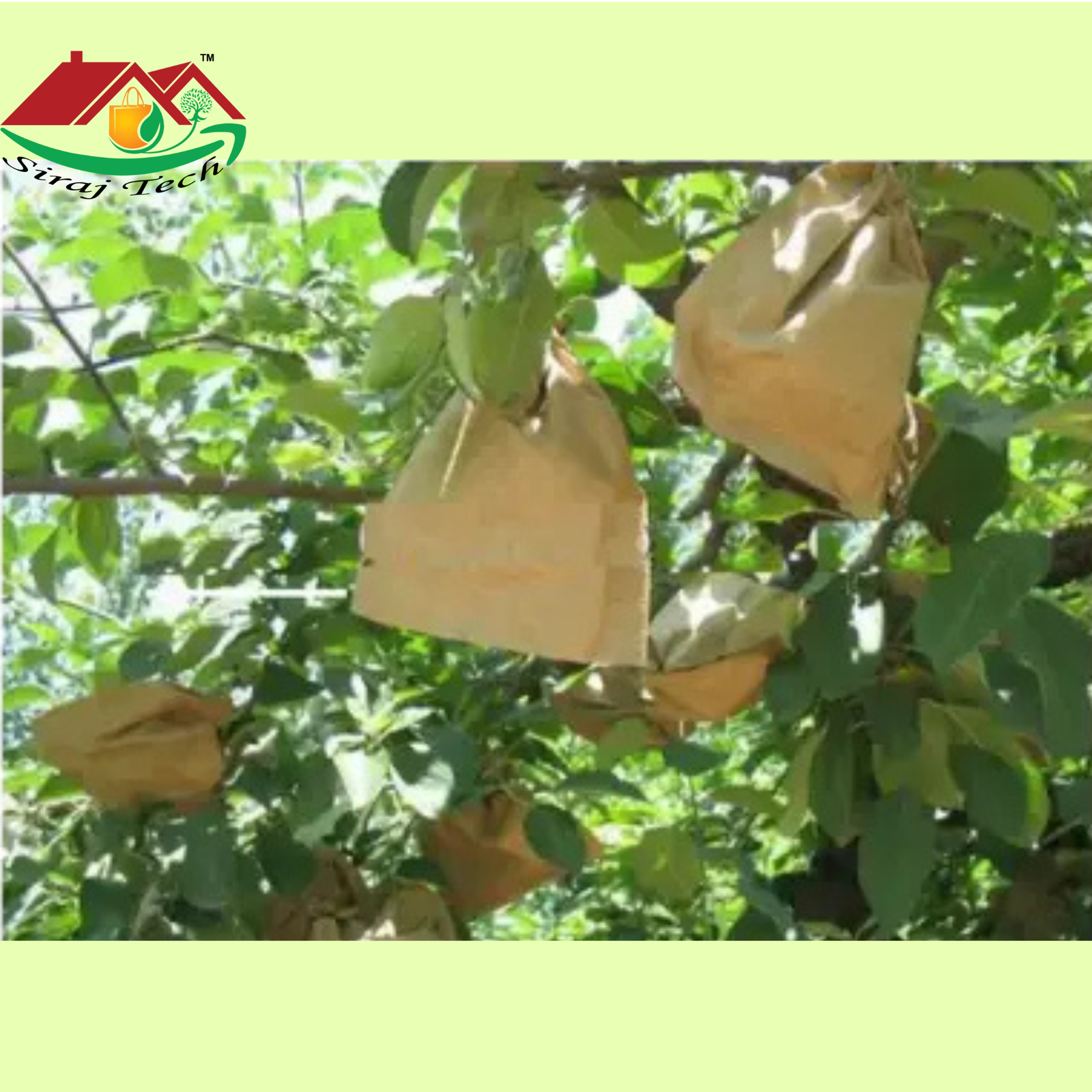 Fruit Protection Bag – আমসহ বিভিন্ন ফল সুরক্ষার আধুনিক প্রযুক্তি 2