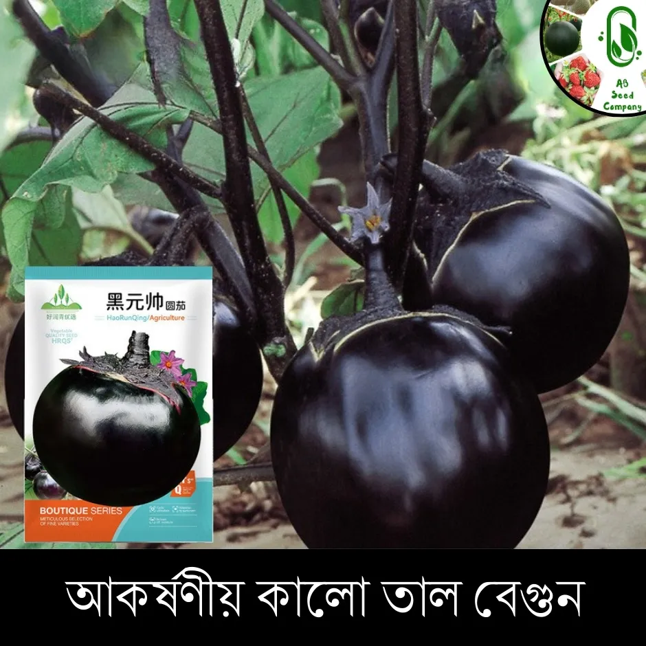 Black Palm Brinjal- কালো তাল বেগুনের বীজ