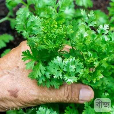 Coriander Seeds- দেশি ধনিয়া পাতার বীজ