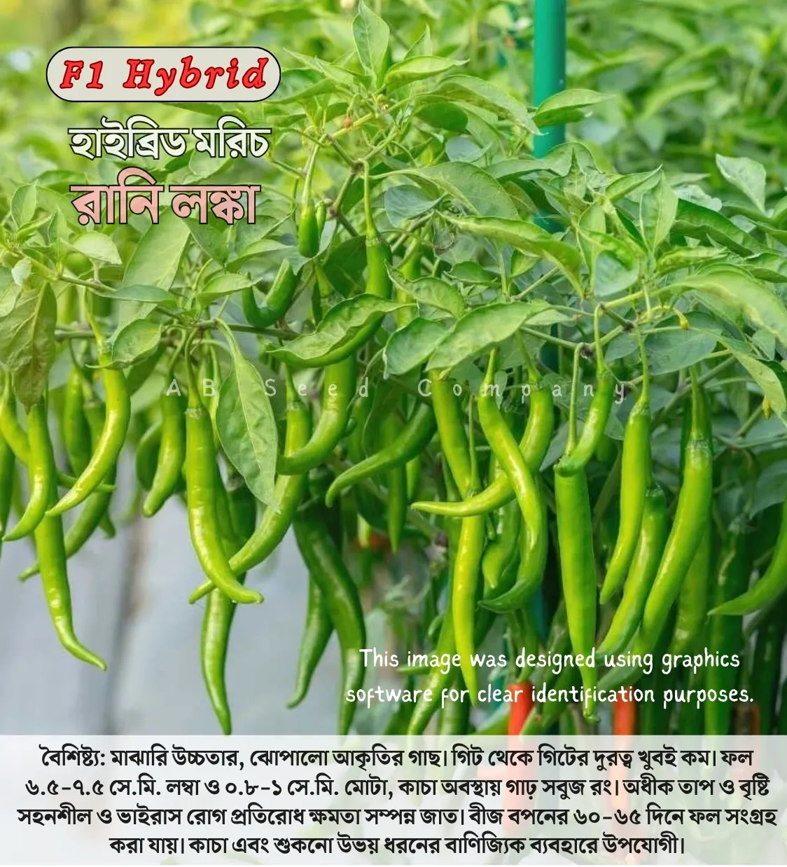 Hybrid Chili Rani Lanka- হাইব্রিড মরিচ, রানি লঙ্কা
