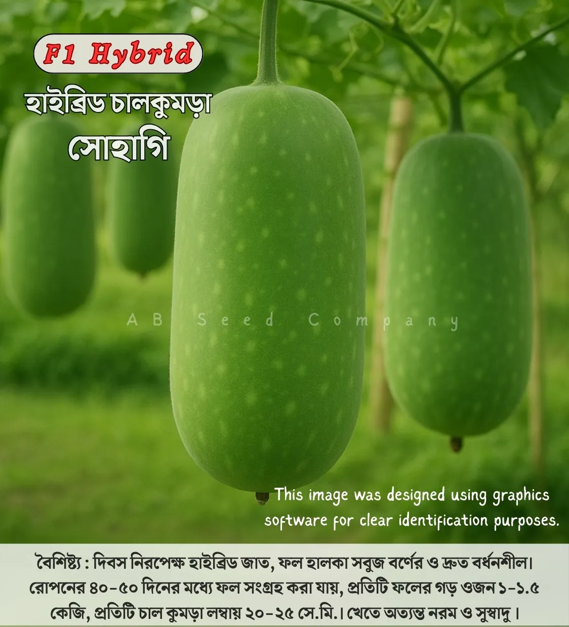 Hybrid Pumpkin Seeds Sohagi 45- হাইব্রিড চালকুমড়ার বীজ- সোহাগী ৪৫