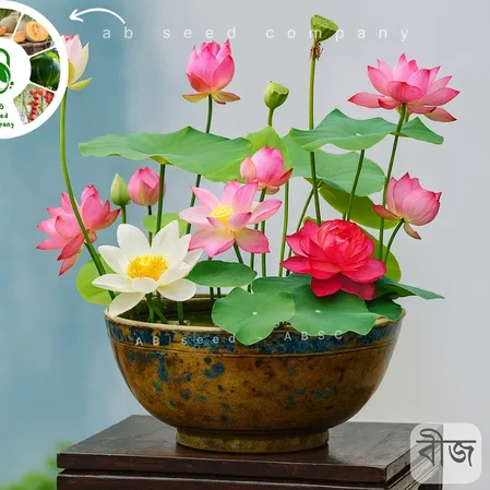 Lotus Flower Seeds-পদ্ম ফুলের বীজ