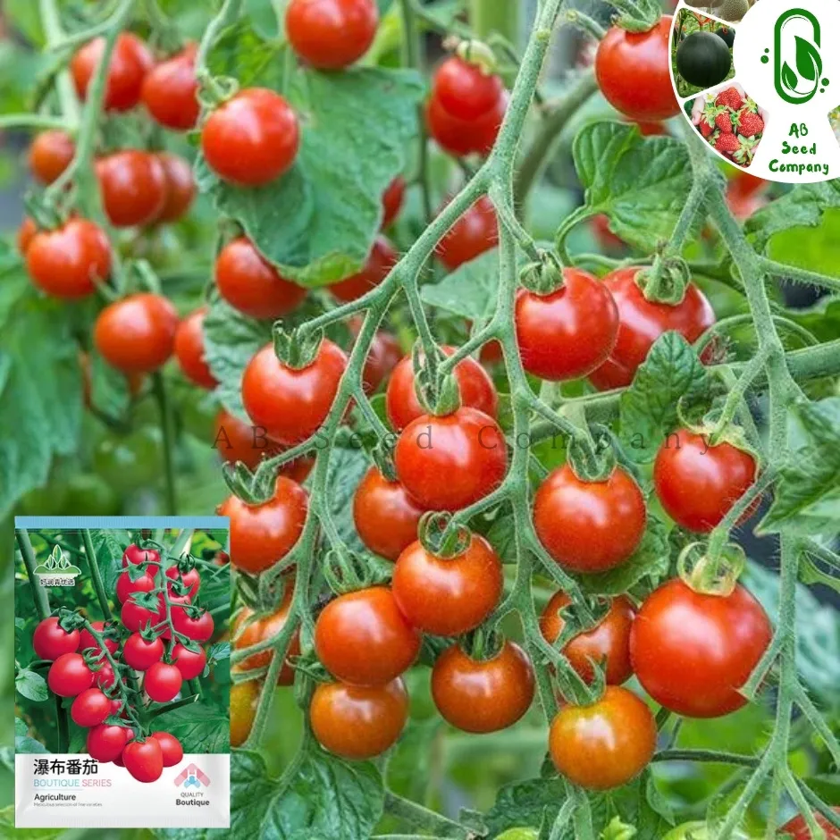Red Cherry Tomato Seeds- লাল চেরি টমেটোর বীজ