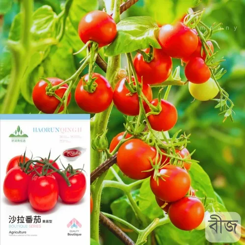 Tomato Seeds- সালাদী টমেটোর বীজ